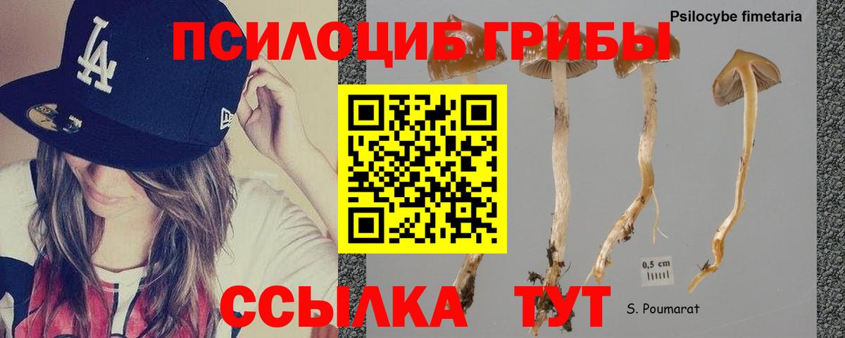 Псилоцибиновые грибы Cubensis  купить   Арзамас  Вход с VPN  Галлюциногенные грибы GOLDEN TEACHER 
