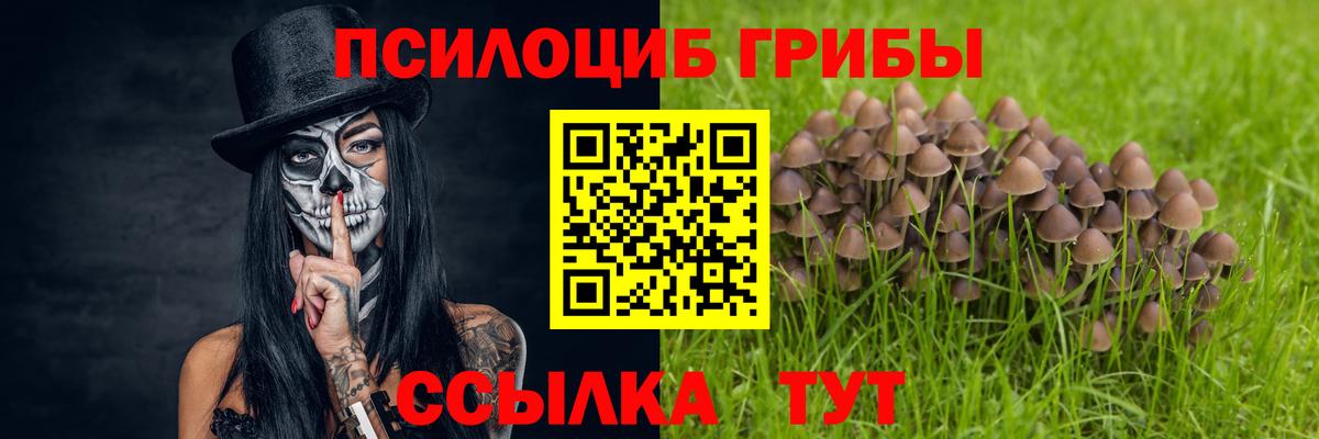 Псилоцибиновые грибы Cubensis Арзамас